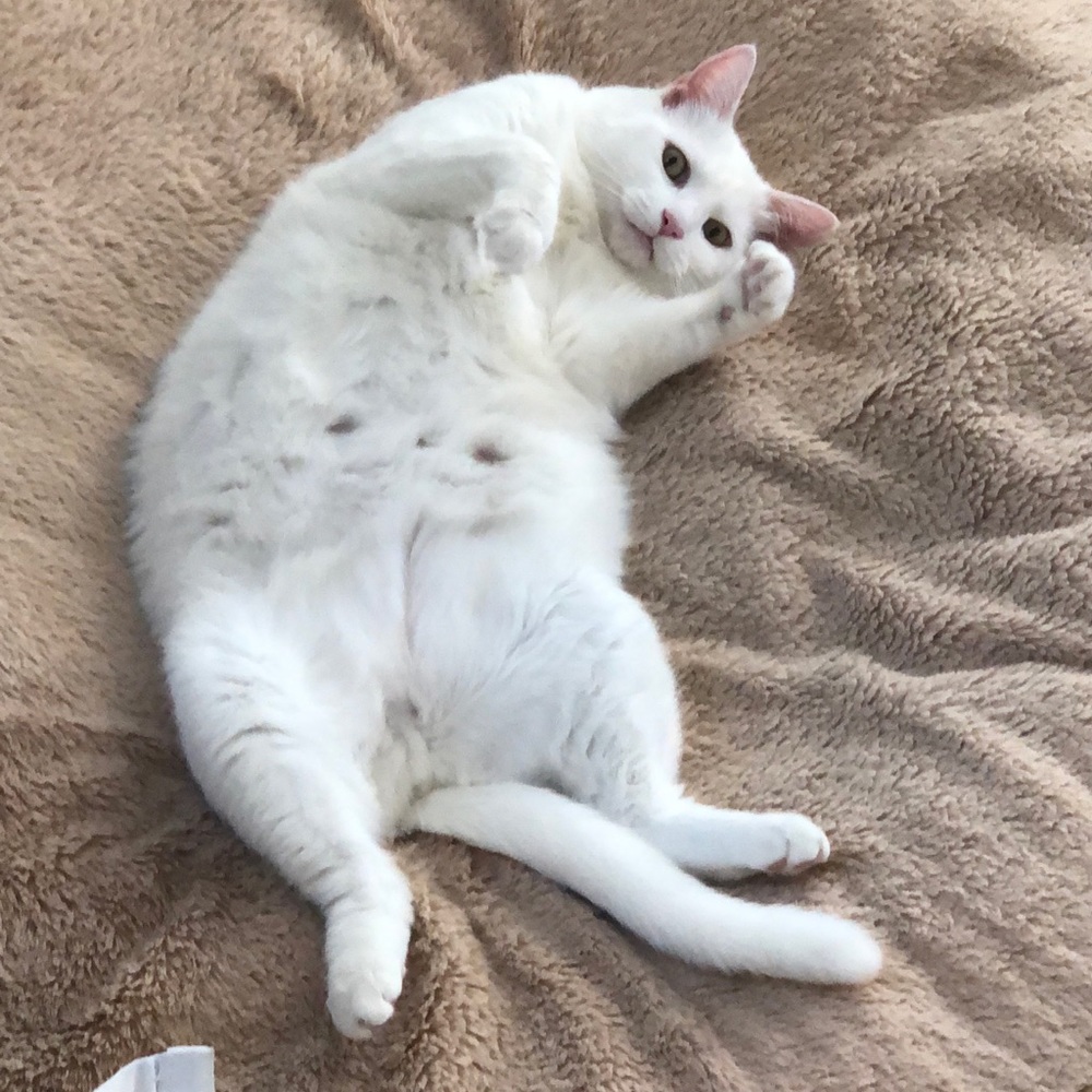 Fat Cat Perrin